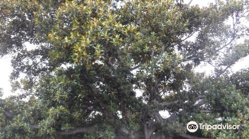 Moreton Bay Fig Tree