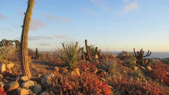 Ventura Botanical Gardens