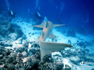 Family Divers Maldives
