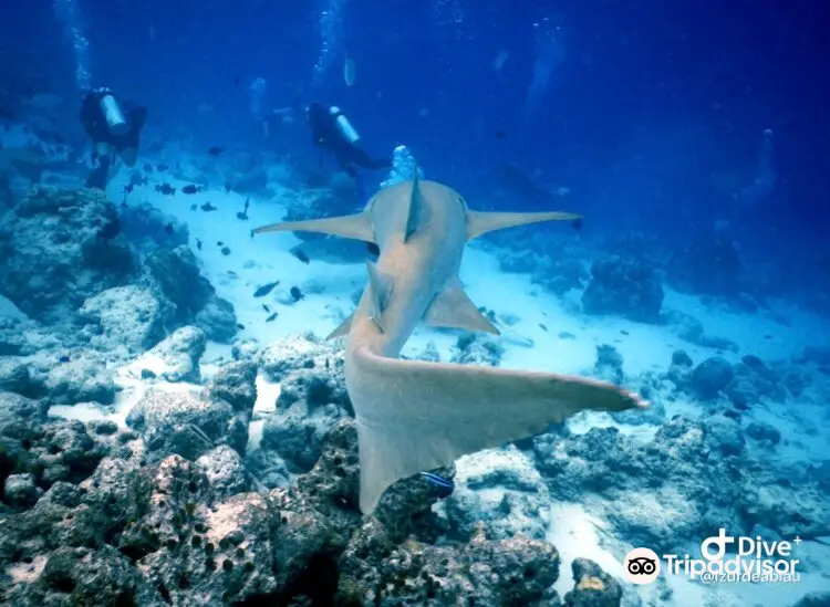 Family Divers Maldives