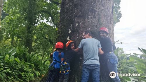 Canopy Los Caracolies