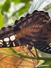 Butterfly paradise Papiliorama