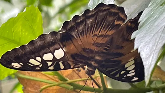 Butterfly paradise Papiliorama