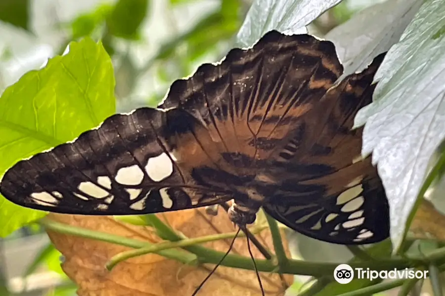 Butterfly paradise Papiliorama