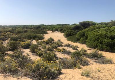 Enebrales de Punta Umbría