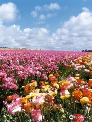 The Flower Fields at Carlsbad Ranch?