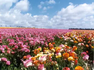 The Flower Fields at Carlsbad Ranch?