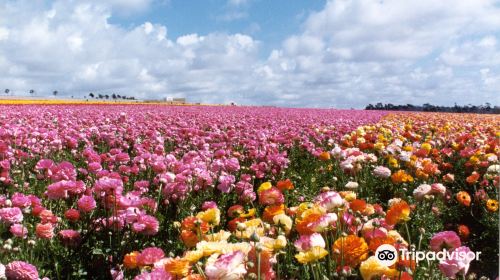 The Flower Fields