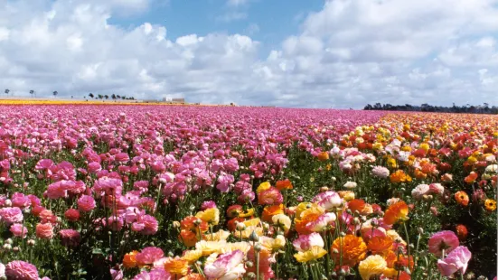 The Flower Fields at Carlsbad Ranch?