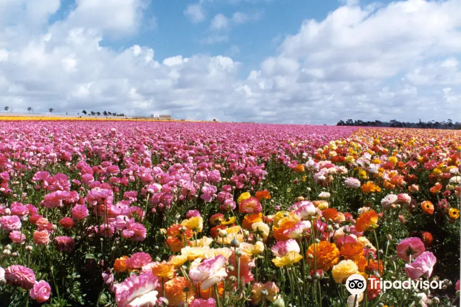 The Flower Fields at Carlsbad Ranch?