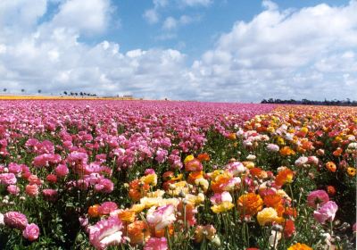 The Flower Fields at Carlsbad Ranch?