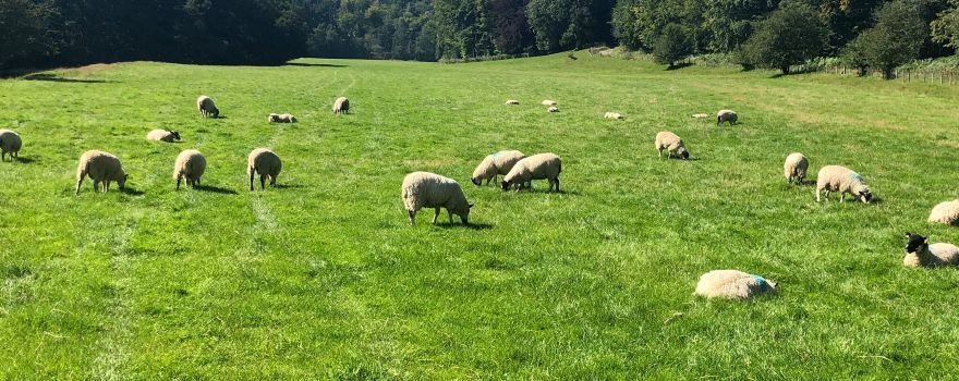 Duncombe Park
