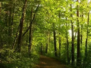 Vingis Park