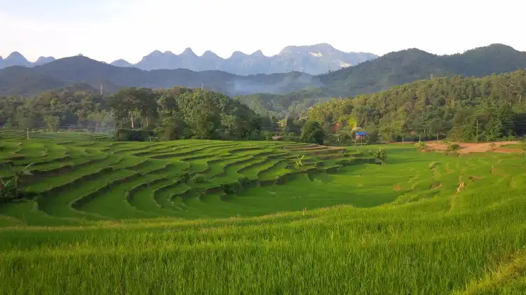 Phương Độ