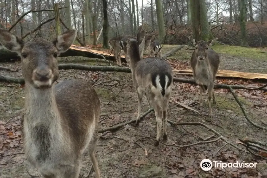 Dyrepark