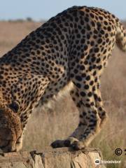 Kruger Pride Safaris