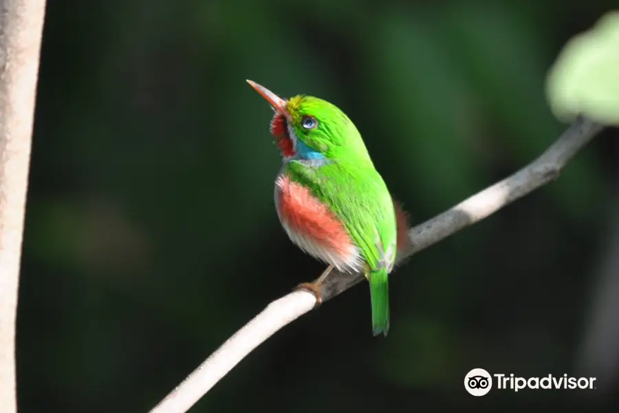 Birdwatching with Paulino Lopez Delgado