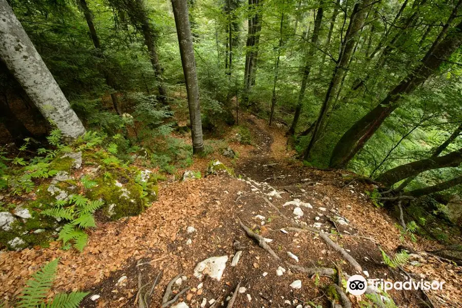 Bike Resort Sinaia