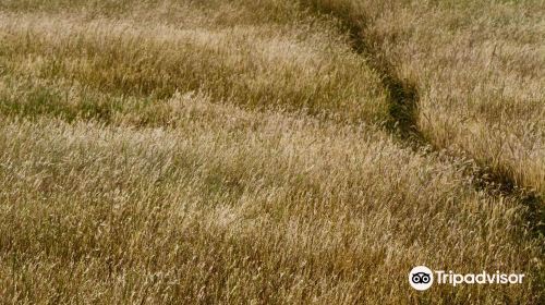 Jepson Prairie Preserve