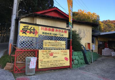 Kawanishi Farm Mandarin Orange Orchard