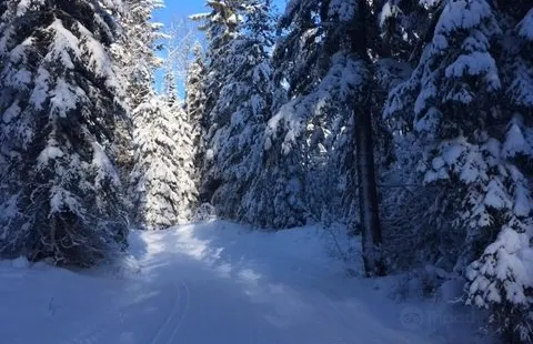 Golden Nordic Ski Club - Dawn Mountain Trails