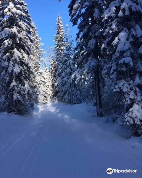 Golden Nordic Ski Club - Dawn Mountain Trails