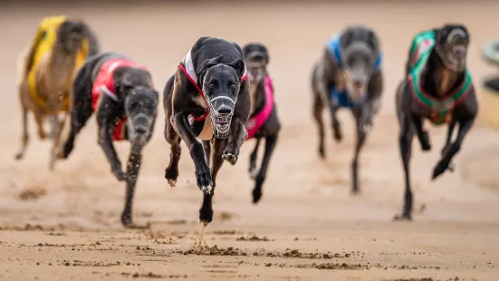 Sandown Greyhounds