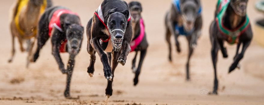 Sandown Greyhound Racing Club