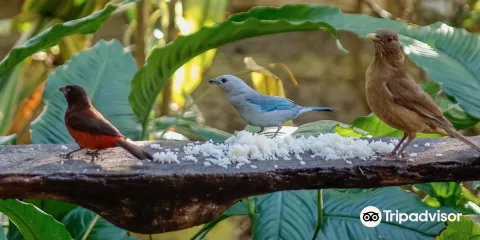 Aprovaca (The Orchid Nursery & Conservation Center)