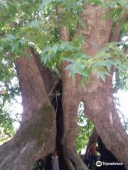 Tnjri (Platan Tree)