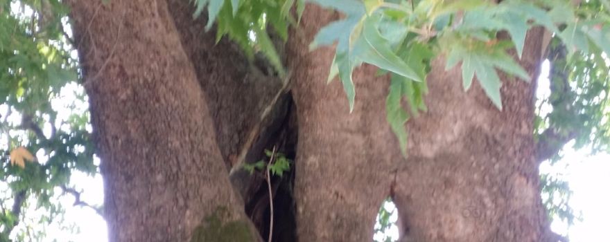Tnjri (Platan Tree)