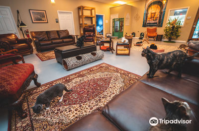 Naughty Cat Cafe