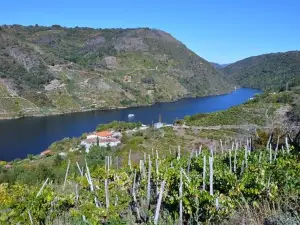 Bodega Ronsel do Sil