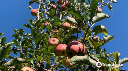 Eckert's Orchard