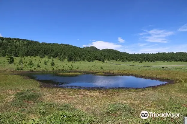 池の平湿原