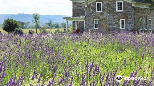 Lavenlair Farm