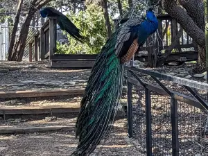 オースティン動物園