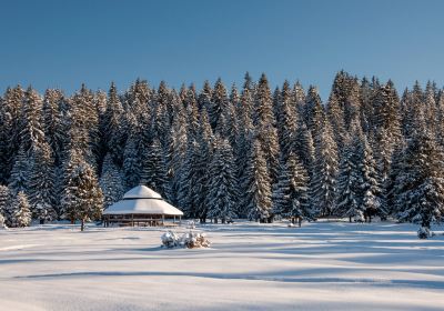 Trnovo