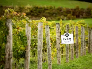 Heron Hill Vineyards