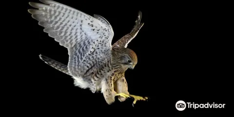 Imperial Birds of Prey Academy