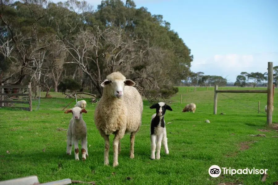 Island Pure Sheep Dairy