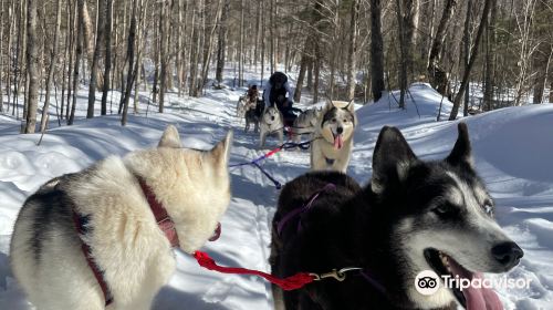 Winterdance Dogsled Tours