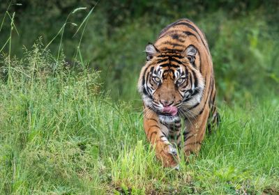 West Midland Safari Park