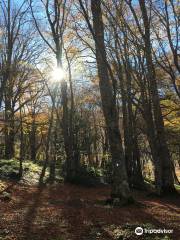 Bosco di Sant'Antonio