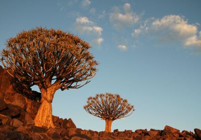 Quivertree Forest and Giant's Playground