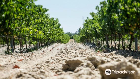 Fernao Po Adega Winery