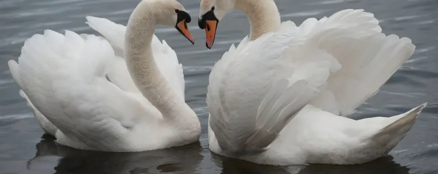 Dinton Pastures Country Park