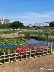Koiwa Shobu Garden
