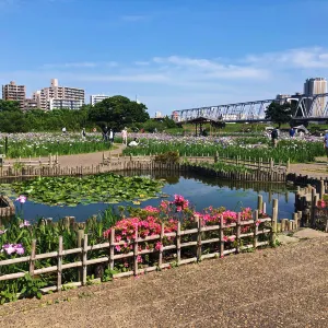 小岩菖蒲園