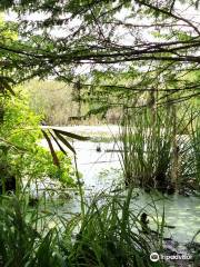 Sea Pines Forest Preserve